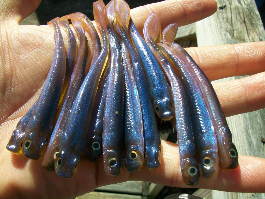 Paul Krew Hand Pour Baits