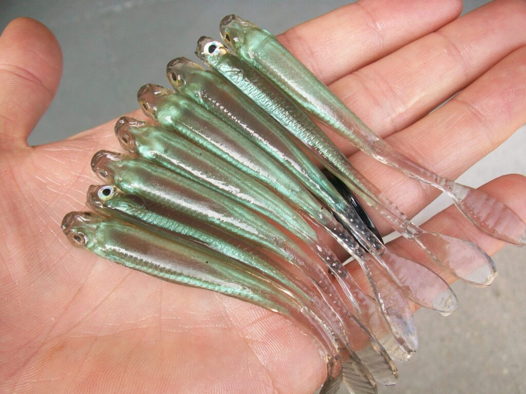 Paul Krew Hand Pour Baits