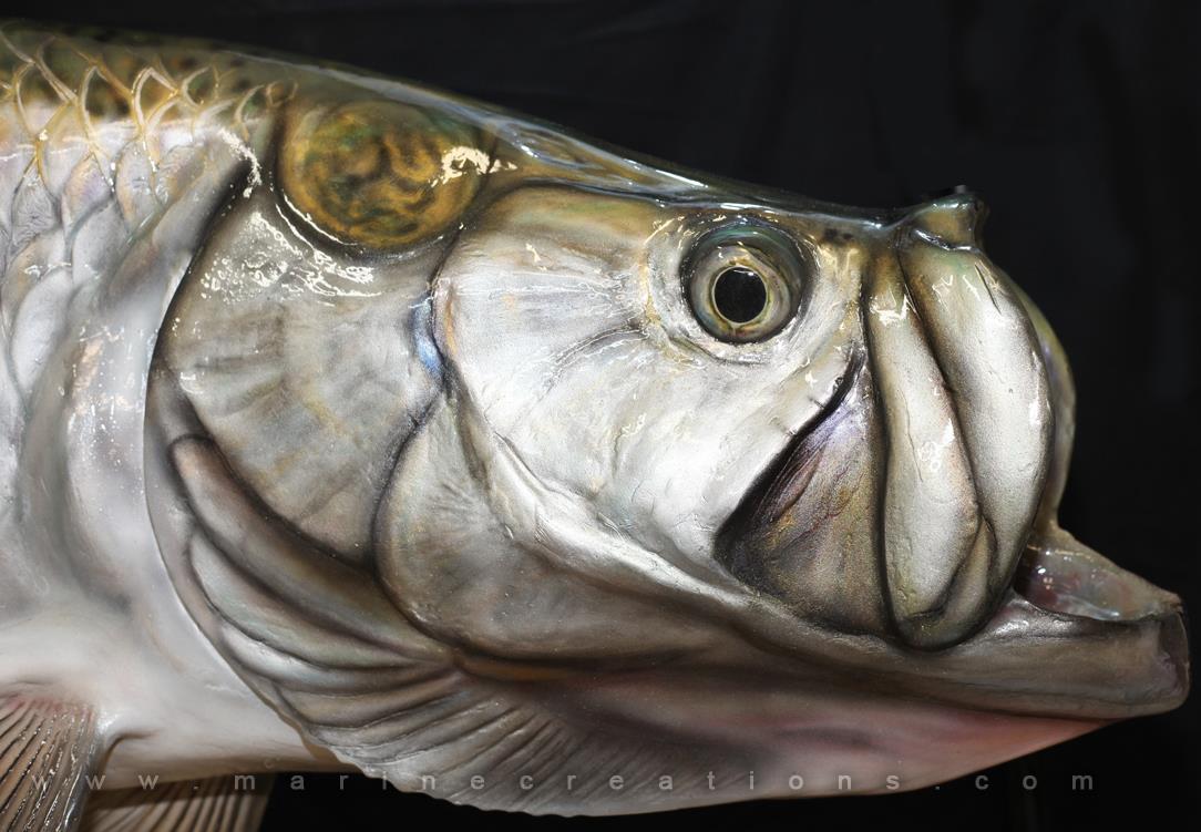 Tarpon Taxidermy by Marine Creations