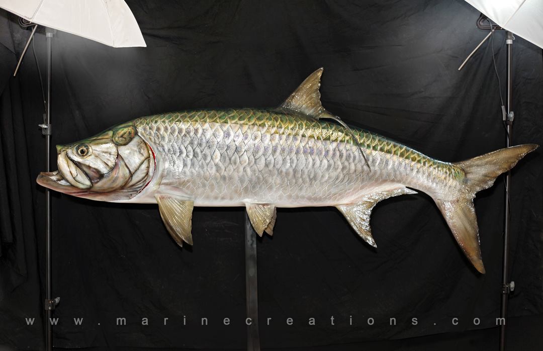 Tarpon Taxidermy by Marine Creations
