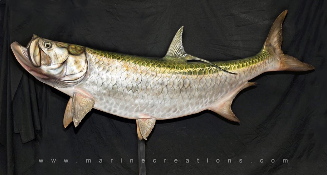 Tarpon Taxidermy by Marine Creations