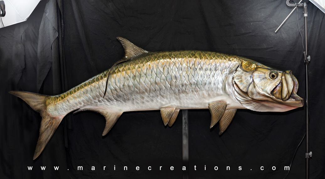 Tarpon Taxidermy by Marine Creations
