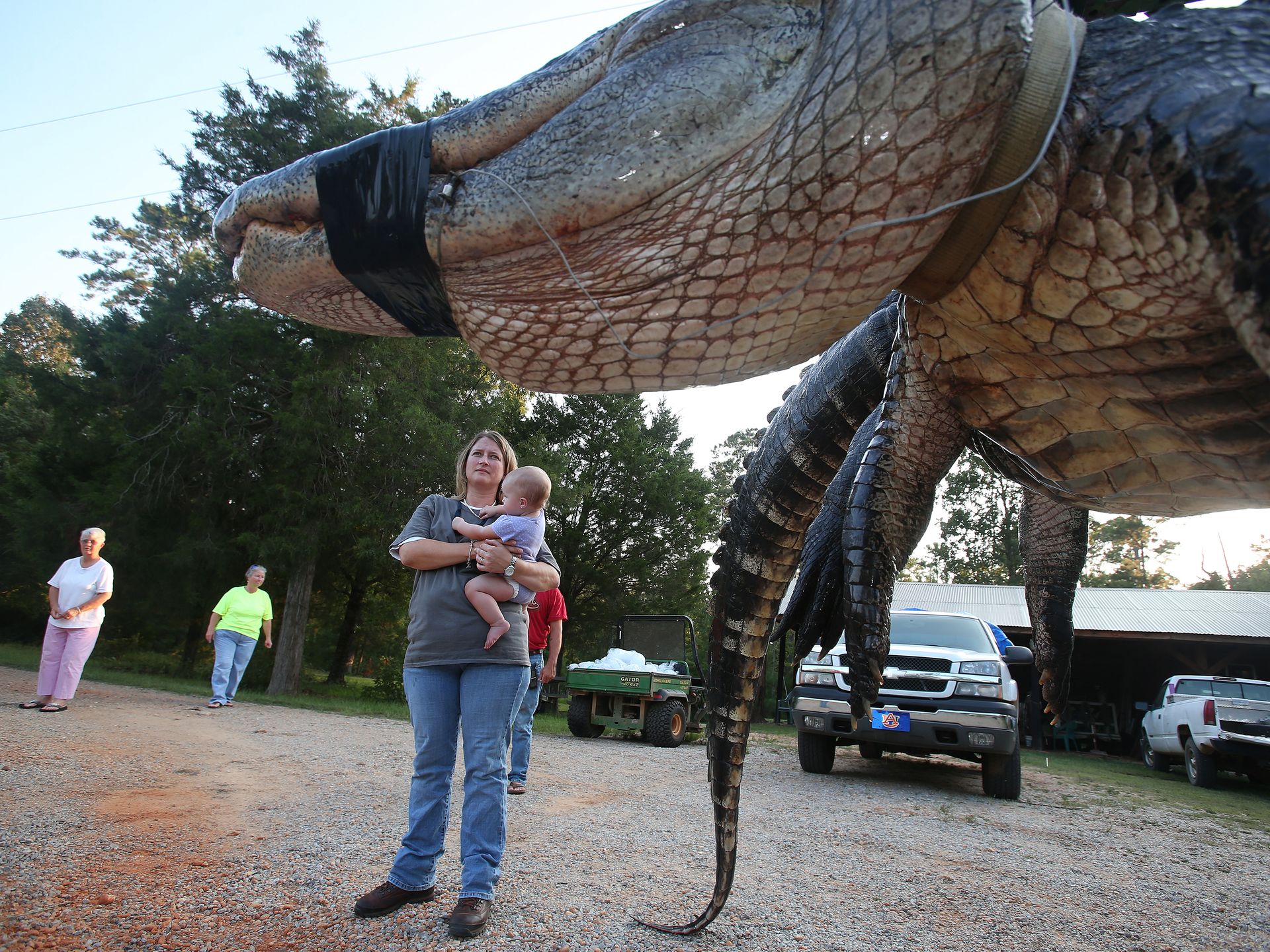 Alabama-Alligator-Record, Credit: AP Photo/Al.com, Sharon Steinmann