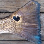 Texas Redfish with heart shaped spot!