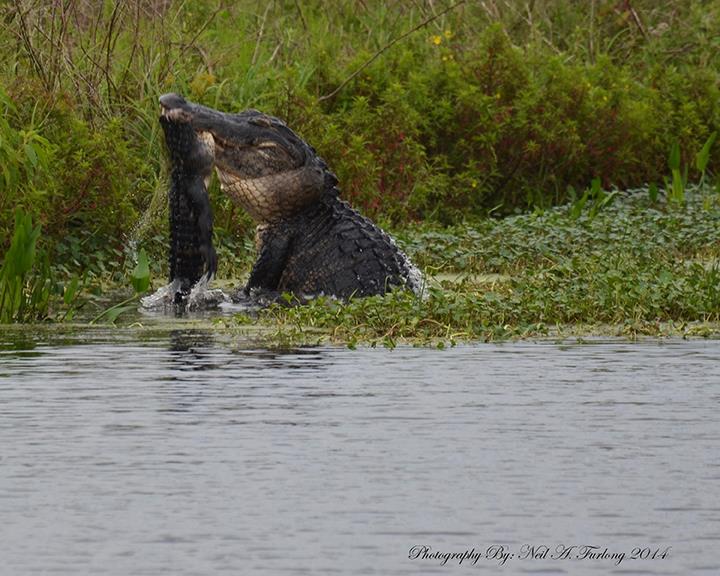 Florida Alligator Fight by Neil A. Furlong