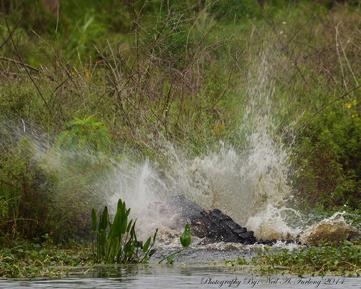 Florida Alligator Fight by Neil A. Furlong