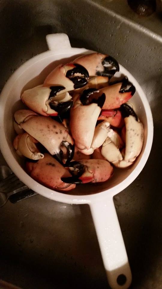florida-stone-crab-harvest