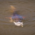 http://www.shallowwaterexpeditions.com/ - Redfish with Topwater Popper