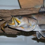 Fish-Mounts-29-inch-seaTrout-Marine-Creations-Taxidermy