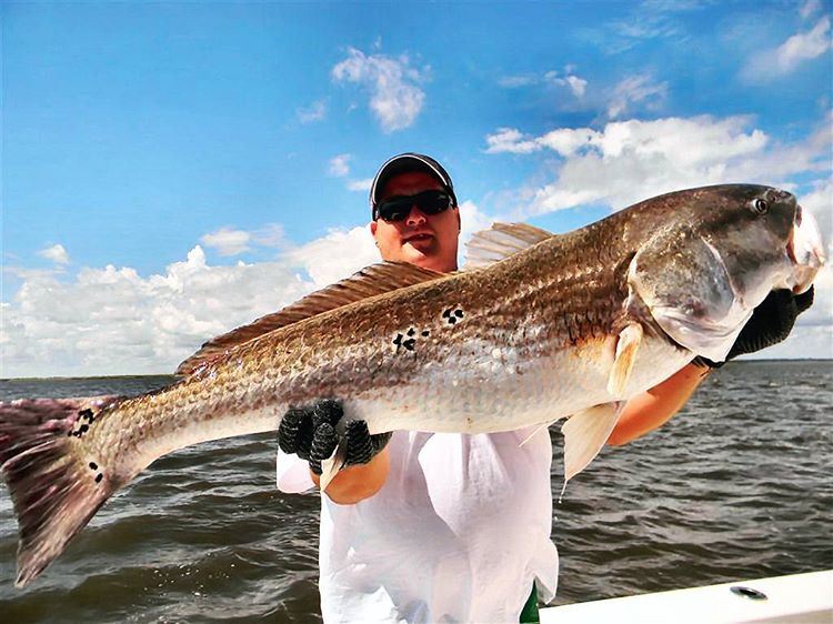 50 inch #coastalgeorgia bull redfish caught with #