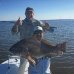 Huge Black Drum while Fly Fishing in Titusville.