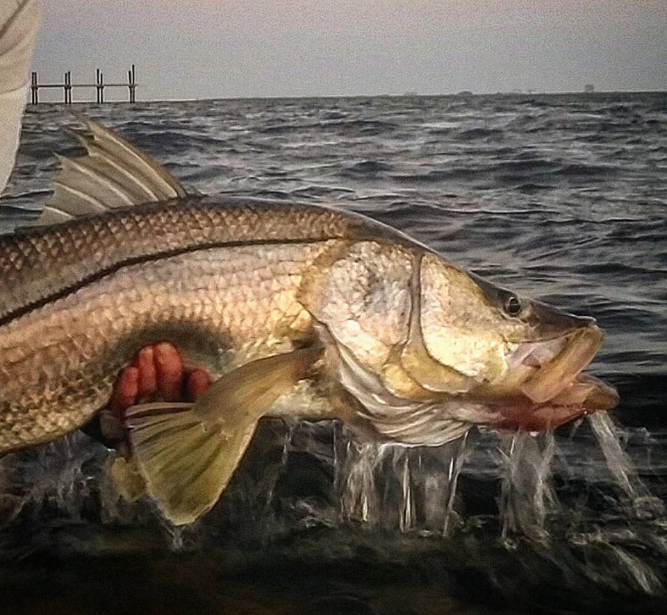 Snook & Redfish charters, Indian River Lagoon