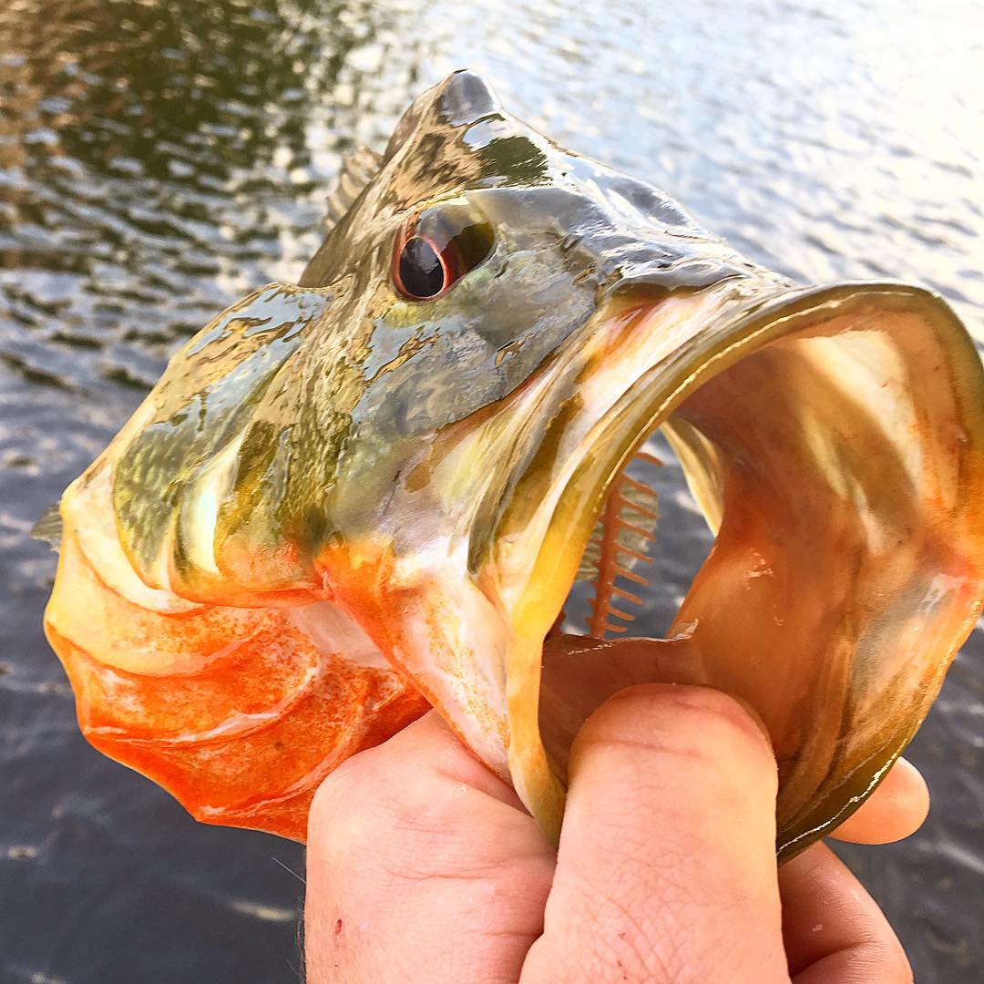  peacock bass peacockbass mercurymarine proteam mercury optimax 