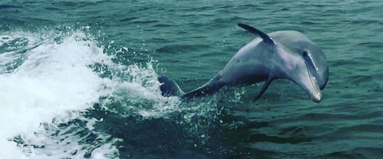 dolphin outdoor adventure reitirement