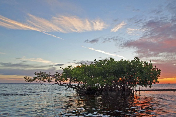 matlacha mangroves snook fishing