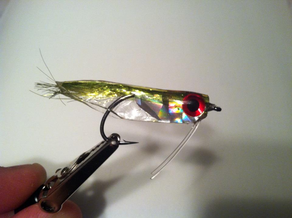 pilchard fly fishing