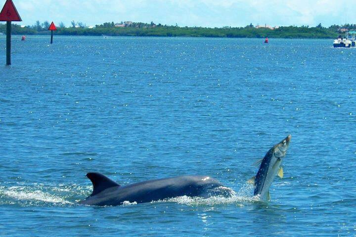 snook ambush dolphinsnook ambush by dolphin
