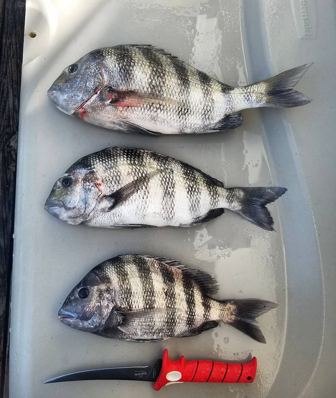 Not Bad For A Full Moon Day Skiff Life