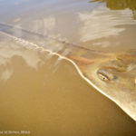 Sawfish Photo by Dana Bethea