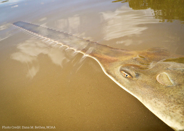 Sawfish Photo by Dana Bethea 