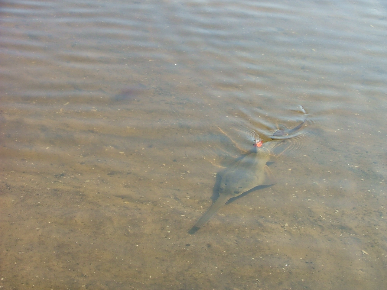 Sawfish Photo by Beau Yeiser