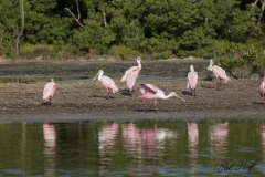 birding-flamingo-everglades-fishing-pat-ford-skiff-life.jpg