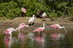 spoobill-flamingo-everglades-fishing-pat-ford-skiff-life.jpg