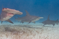 sharks-photos-pat-ford-21-1